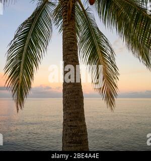 Palmen und das Karibische Meer mit leuchtendem rosa Horizont bei Sonnenuntergang, Placencia Peninsula; Belize Stockfoto