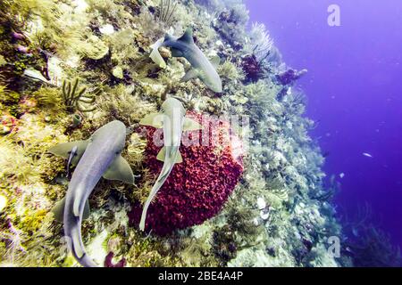 Ammenhaie (Ginglymostoma cirratum), beim Tauchen in Silk Caye, Placencia Peninsula; Belize Stockfoto