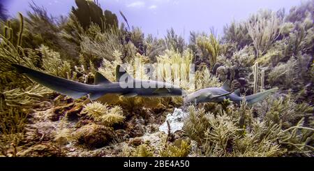 Ammenhaie (Ginglymostoma cirratum), beim Tauchen in Silk Caye, Placencia Peninsula; Belize Stockfoto