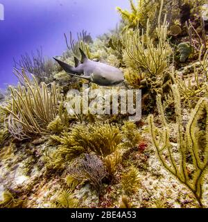 Schwesternhai (Ginglymostoma cirratum), während des Tauchens in Silk Caye, Placencia Peninsula; Belize Stockfoto