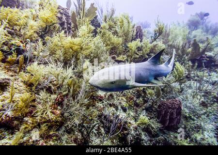 Schwesternhai (Ginglymostoma cirratum), während des Tauchens in Silk Caye, Placencia Peninsula; Belize Stockfoto