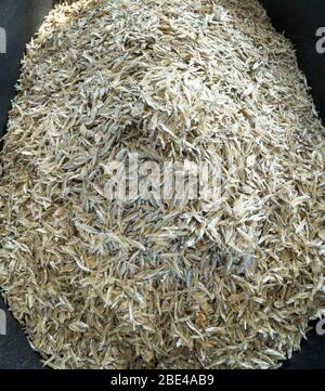 Kleine gesalzene trockene Fische oder sonnengetrocknete Fische, die zum Verkauf bereit sind Stockfoto