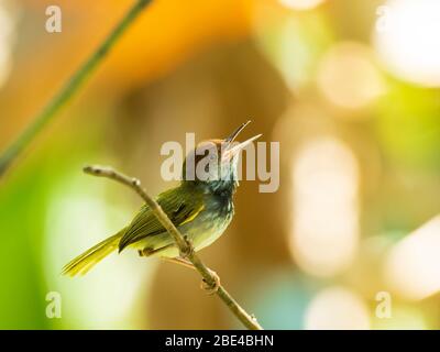 Männlicher Dunkelhalsvogel (Orthotomus atrogularis) mit seinem dunklen Nackenfleck Stockfoto
