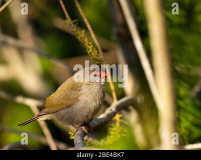 Rotbraunes Fink (Neochmia temporalis) Unterart 'temporalis'. Stockfoto