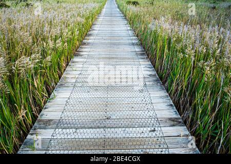 Promenade durch Schilf Stockfoto