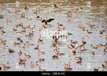 Schwarm von Teal, Schwarm von kleiner Pfeifente, indische Pfeifente im See Stockfoto