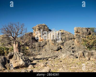 Boab (Adansonia gregorii) und Kalksteinfelsen des Devon Reef auf Fairfield-Leopold Downs Rd, der Kimberley Stockfoto