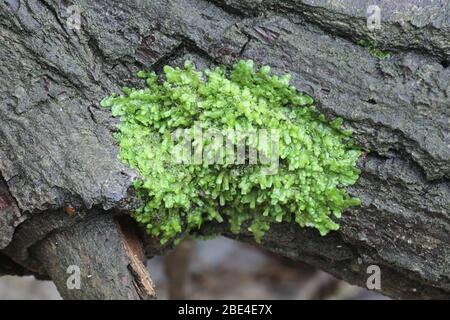 Radula complanata, auch als Scaleort Moos bekannt, ein Cannabinoid Moos aus Finnland Stockfoto