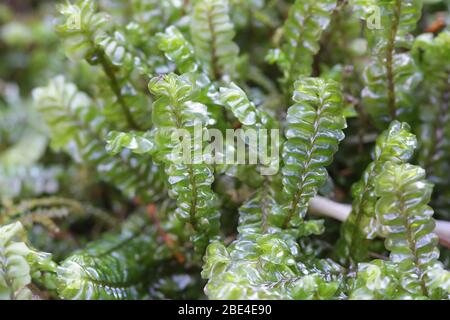 Plagiochila asplenioides, bekannt als Großes Federkraut-Moos Stockfoto