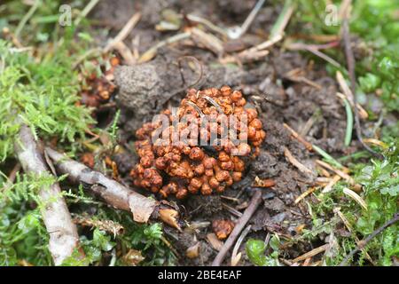 Erlenwurzelknollen bilden eine Symbiose mit Stickstoff fixierenden Bakterien Stockfoto