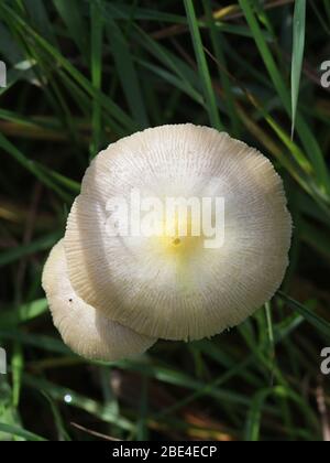 Bolbitius titubans, auch als Bolbitius vitellinus bekannt, die gemeinhin als Gelb Fieldcap oder Eigelb, Fieldcap Wild Mushroom aus Finnland Stockfoto