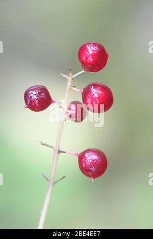 Maianthemum bifolium, bekannt als Maiglöckchen oder Falsche Maiglöckchen, wilde giftige Pflanze aus Finnland Stockfoto