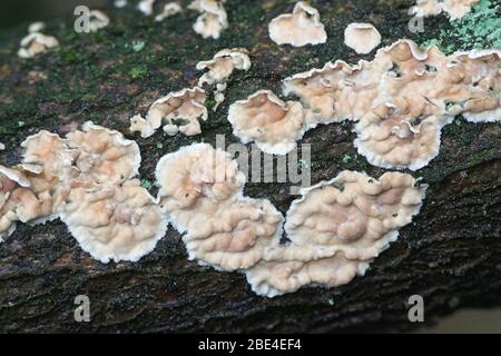 Corticium laeve, der Tränenfaulpelz, Wildpilz aus Finnland Stockfoto