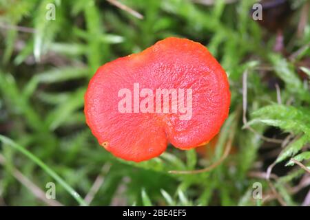 Hygrocybe coccinea, wie der Purpur, Scharlach waxcap oder gerechten Rot wächserne Gap bekannt, wilde essbare Pilze aus Finnland Stockfoto