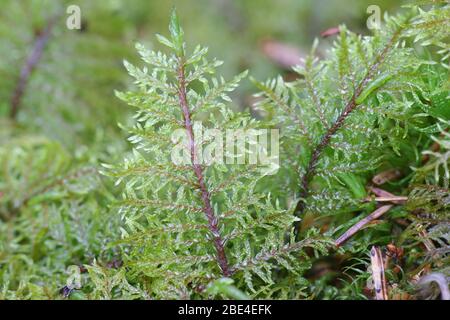 Hylocomoium splendens, allgemein bekannt als glitzerndes Holzmoos, herrliches Federmoos oder Treppenmoos Stockfoto