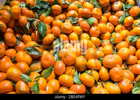 Mandarinen oder Satsumas mit grünen Blättern Stockfoto