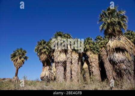 Tausend Palmen in Coachella Valley Preserve in Kalifornien USA Stockfoto