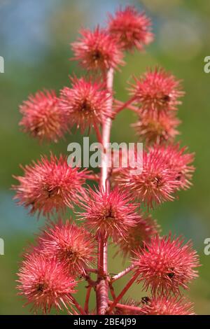 Ricinus communis, die Rizinusbohnenpflanze Stockfoto