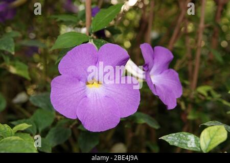 Schöne Thunbergia erecta Blumen Stockfoto