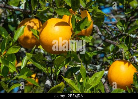 Reife Florida Orangen in einem zentralen Florida Orangenhain. (USA) Stockfoto