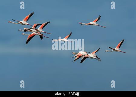 Rosa Flamingos im Flug gegen blauen Himmel Stockfoto