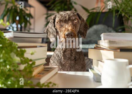 Ein Hund zwischen einem Stapel Bücher in einer Wohnung mit vielen Pflanzen bei Sonnenuntergang Stockfoto