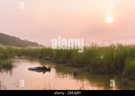 Gehörnte große indische Rhinozeros ein Bad im Fluss des Chitwan National Park bei Sonnenaufgang, stochend seinen Kopf, als eine Elefant-Reiten Safari nähert Stockfoto