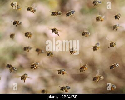 Vorderansicht der fliegenden Honigbienen, die gelbe Pollen auf braunem Bokeh sammeln, Nahaufnahme des Hintergrunds Stockfoto