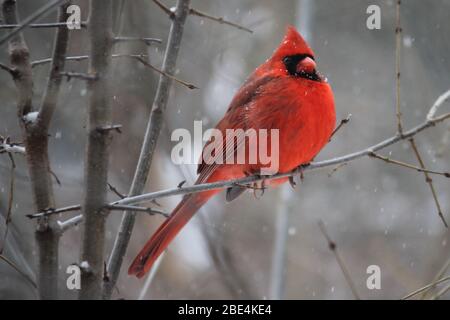 Schöner Radkardinalvogel auf Ästen in Mexiko. Stockfoto