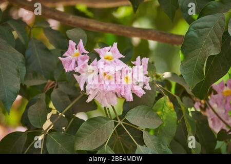 Ein Rosy Trompetenbaum in Blüte in Mumbai, Maharashtra, heimisch im tropischen Amerika. Stockfoto