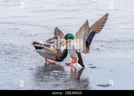 Heinäsorsa sinisorsa sorsa Anas platyrhynchos koiras koiraat talvi jää jääkansi järvi taistelu tappelu kisa sinisorsat sorsalintu Tampere mallard duc Stockfoto