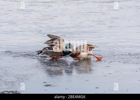 Heinäsorsa sinisorsa sorsa Anas platyrhynchos koiras koiraat talvi jää jääkansi järvi taistelu tappelu kisa sinisorsat sorsalintu Tampere mallard duc Stockfoto
