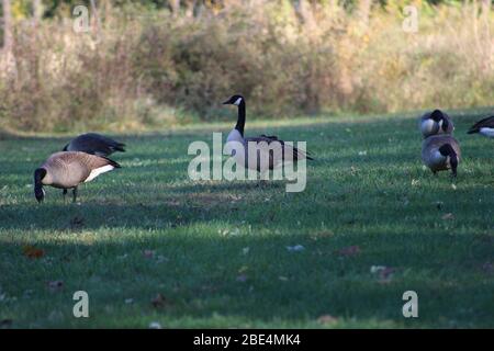 Groveport Ohio Straßen mit bunten Bäumen, Familie von Gänsen auf einem Teich, drei Bach Spaziergang Weg mit bunten Bäumen und grüner Landschaft umgeben Stockfoto