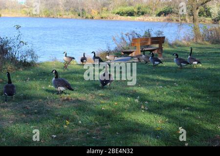 Groveport Ohio Straßen mit bunten Bäumen, Familie von Gänsen auf einem Teich, drei Bach Spaziergang Weg mit bunten Bäumen und grüner Landschaft umgeben Stockfoto