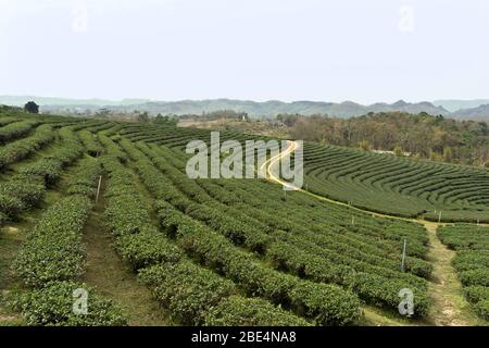 Landschaft bei Choui Fong Tea Plantation, Mae Chan, Nord Thailand, Asien Stockfoto