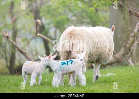 Lämmer auf einer reichen Weide auf einem Bauernhof in Northumberland, England, Großbritannien. Stockfoto