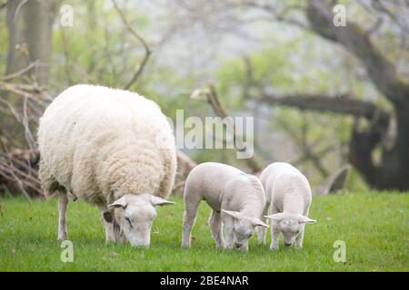 Schafe und Zwillingslämmer in einer üppigen Wiese auf einem Bauernhof in Northumberland, England, Großbritannien Stockfoto