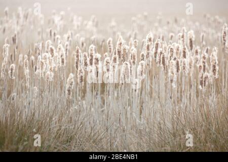 Bulrush im frühen Frühjahr mit flauschigen Samenköpfen fangen das Abendlicht am Rande eines Naturschutzgebiets Teich in Northumberland, England. Stockfoto