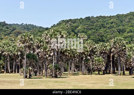 Regenwald mit Palmen im Mu Ko Lanta Nationalpark, Koh Lanta, Krabi, Thailand, Asien Stockfoto