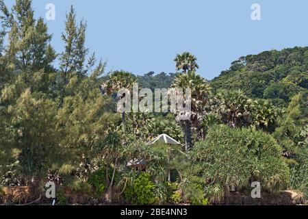 Regenwald mit Palmen im Mu Ko Lanta Nationalpark, Koh Lanta, Krabi, Thailand, Asien Stockfoto