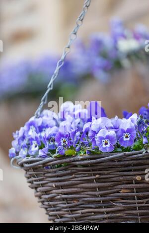 Ein hängender Korb mit leuchtend blauen Viola Blumen gefüllt Stockfoto