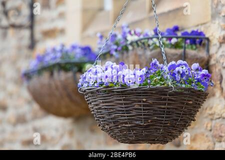 Ein hängender Korb mit leuchtend blauen Viola Blumen gefüllt Stockfoto