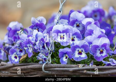 Ein hängender Korb mit leuchtend blauen Viola Blumen gefüllt Stockfoto