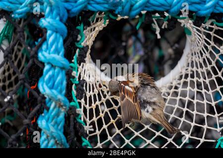Haus Sparrow sitzt in einem Hummer oder Krabbentopf neben dem Hafen auf Holy Island, Northumberland. Stockfoto