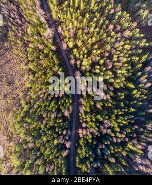 Schotterstraße führt durch den Evergreen Wald Stockfoto