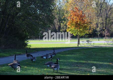 Groveport Ohio Straßen mit bunten Bäumen, Familie von Gänsen auf einem Teich, drei Bach Spaziergang Weg mit bunten Bäumen und grüner Landschaft umgeben Stockfoto