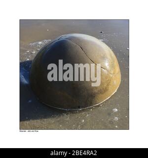 Moeraki-Felsbrocken werden an der Ostküste von South Island, Neuseeland, geformt und enthüllt. Stockfoto