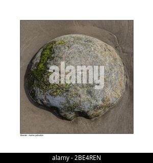 Moeraki-Felsbrocken werden an der Ostküste von South Island, Neuseeland, geformt und enthüllt. Stockfoto