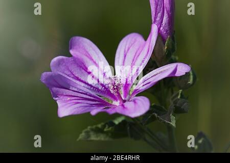 Frühlingsblume. Nahaufnahme. Malva Sylvestris in voller Blüte. Isoliertes Bild Stockfoto