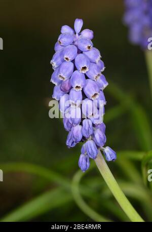 Gartengrape Hyazinthe - Muscari armeniacum Nahaufnahme der Blume mit Tau Stockfoto